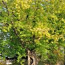 PL-PK Mielec, Park Oborskich 2013-10-13--15-45-58-001
