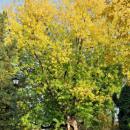 PL-PK Mielec, Park Oborskich 2013-10-13--15-50-20-001