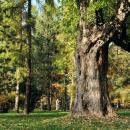 PL-PK Mielec, Park Oborskich 2013-10-13--15-42-16-001