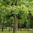 PL - Mielec - park Oborskich - Kroton 023